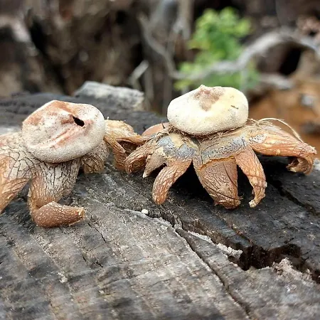 Alloggio per agriturismo Zè Del Pino Lama (Lucca)