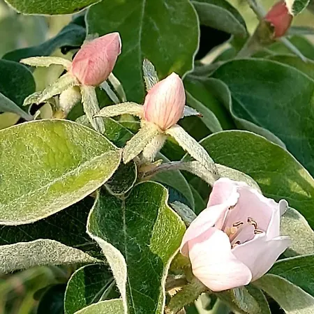 Ze Del Pino Bauernhof *