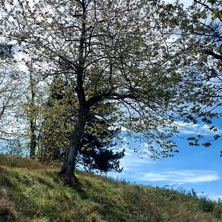 Lantgård Ze Del Pino *