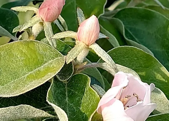 Ze Del Pino Lantgård *