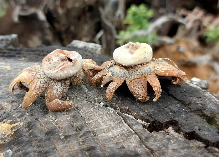 Lantgård Ze Del Pino Lama (Lucca)