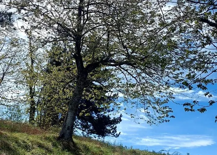 Lantgård Ze Del Pino *